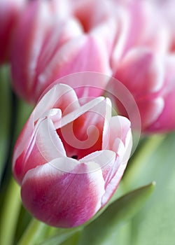 Beautiful Pink Tulips