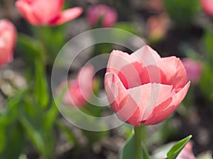 Beautiful pink tulips