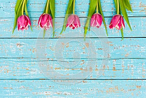 Beautiful pink tulips border on light blue wood for Valentines Day or Mother Day background