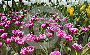 Beautiful of color Pink tulips field background blooming in spring season