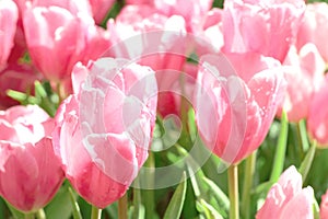 Beautiful pink tulips flower with green leaf in tulip field