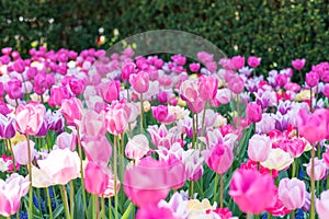 Beautiful pink tulips in full bloom