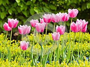 Beautiful pink tulips in the garden
