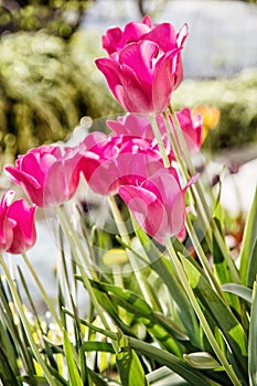 Beautiful pink tulips in the garden, springtime, close up photo
