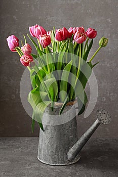 Beautiful pink tulips in silver watering can