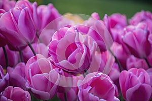 Beautiful pink tulips with water droplets