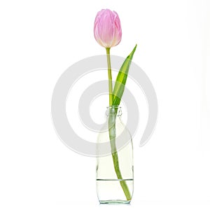 A Beautiful pink tulips, white background