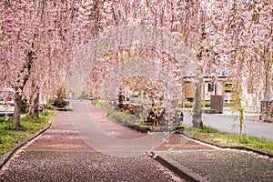 Beautiful pink tunnels of ShidarezakuraWeeping Cherry blossoms on the Nicchu Line,Kitakata,Fukushima,Tohoku,Japan