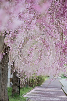 Beautiful pink tunnels of ShidarezakuraWeeping Cherry blossoms on the Nicchu Line,Kitakata,Fukushima,Tohoku,Japan