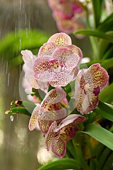 Beautiful Pink Vanda orchid flower