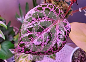 Beautiful pink veins and green leaf of Piper Ornatum