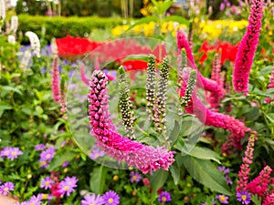 The beautiful pink Veronica linariifolia, Veronica incana, Veronica spicata.