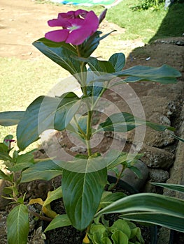 A beautiful pink vinca flower