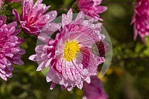 Beautiful pink violet chrysanthemum with dew drops in the garden. Sunny day, shall depth of the field