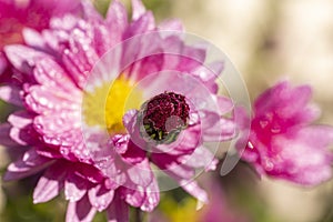 Beautiful pink violet chrysanthemum with dew drops in the garden. Sunny day, shall depth of the field