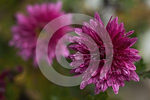 Beautiful pink violet chrysanthemum in the garden