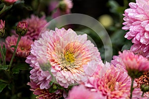 Beautiful pink violet chrysanthemum in the garden