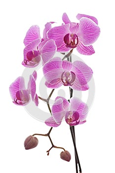 Beautiful pink and violet orchid plant isolated on a white background. Floral fragrance, fragility and design concept