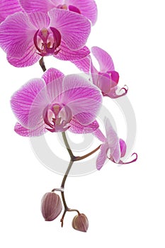 Beautiful pink and violet orchid plant isolated on a white background. Floral fragrance, fragility and design concept