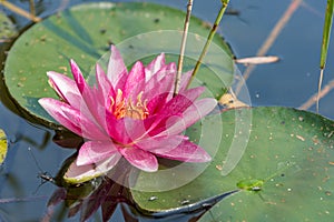 Beautiful pink water lilies in the lake surrounded by reeds