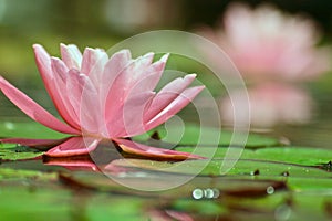 Beautiful pink water lilly in a pond