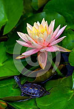 Beautiful pink water lily and baby terrapin tutrtle