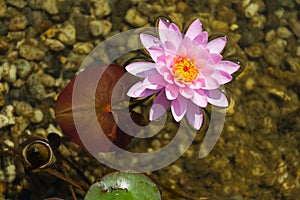 Beautiful pink water lily bloom, natural swimming pool, relaxation meditation