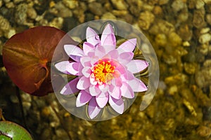 Beautiful pink water lily bloom, natural swimming pool, relaxation meditation