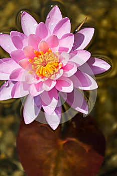 Beautiful pink water lily bloom, natural swimming pool, relaxation meditation