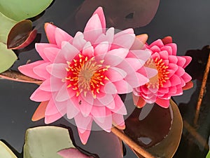 Beautiful pink water lily bloom in the pond
