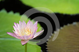 Beautiful pink water lily blooming on water surface and green leaves toned, purity nature background, aquatic plant or lotus flowe