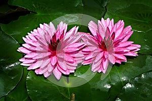 beautiful pink water lily with green leaves blooming in the pond