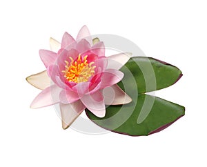 Beautiful  water lily isolated on white background.Lotus flower