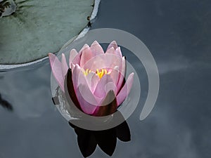 Beautiful pink water lily or lotus flower with delicate petals in a pond. Nymphaea Marliacea Rosea with dark blue background.