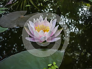 Beautiful pink water lily or lotus flower Marliacea Rosea in the black water of the pond.