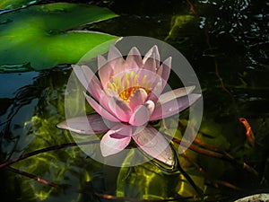 Beautiful pink water lily or lotus flower Marliacea Rosea in crystal clear water with a reflection of sun glare at the bottom