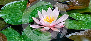 Beautiful pink water lily or lotus flower Marliacea Rosea after rain on natural background in old pond.