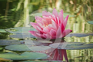 Beautiful pink water lily or lotus flower Perris Orange Sunset.