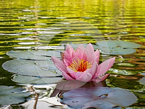 Beautiful pink water lily or lotus flower, petals with water drops or dew. Nymphaea Marliacea Rosea on the beautiful garden pond