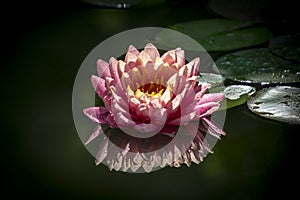 Beautiful pink water lily or lotus flower with petals with water drops or dew. Nymphaea Perrys Orange Sunset is reflected in the w