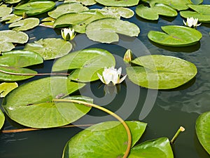 Beautiful pink water lily lotus flower in pond green leaves