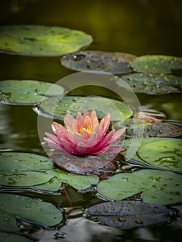 A beautiful pink water lily Marliacea Rosea in a pond with background of green leaves in sunlight. Nymphaea with drops of water on