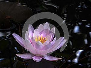 Beautiful pink water lily Marliacea Rosea in a pond with a dark background of black water in sunlight.