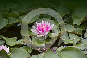 Beautiful pink water lily Nymphaea Escarboucle