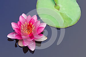 Beautiful pink water lilyc with green leaf on the lake. Nature background