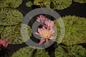 Beautiful Pink Waterlilies on the Pond