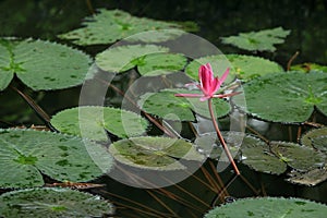 Beautiful pink waterlily flower