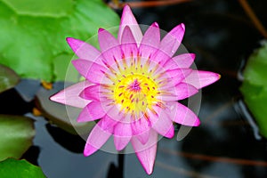 Beautiful Pink Waterlily Flower Blooming in the Pond