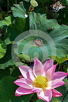 Beautiful Pink Waterlily and Large Lotus Leaf