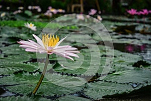 A beautiful pink waterlily or lotus flower